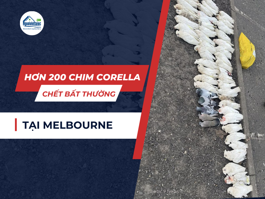 Melbourne: Hơn 200 con chim corella chết bất thường